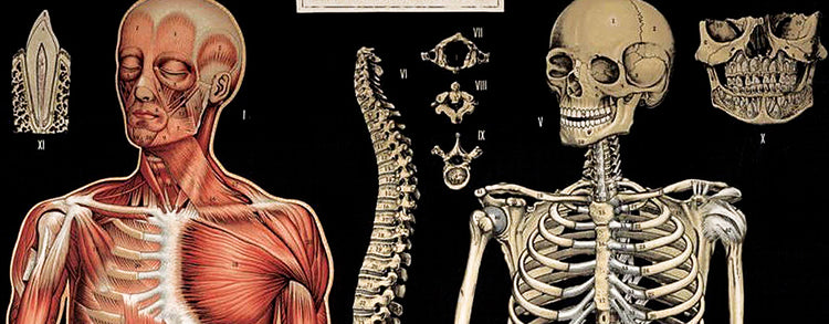 Searching for Anatomy Posters and Prints Online?