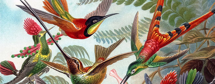 Bird Posters and Prints