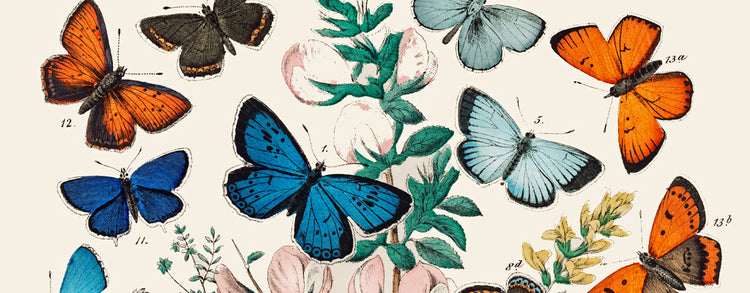 Butterfly Posters and Prints