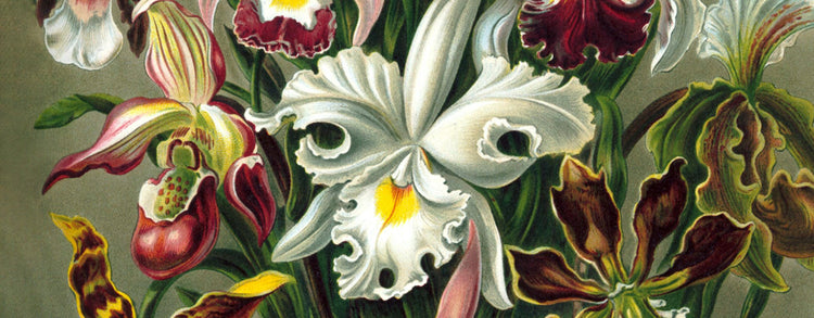 Flower / Floral Posters and Prints?