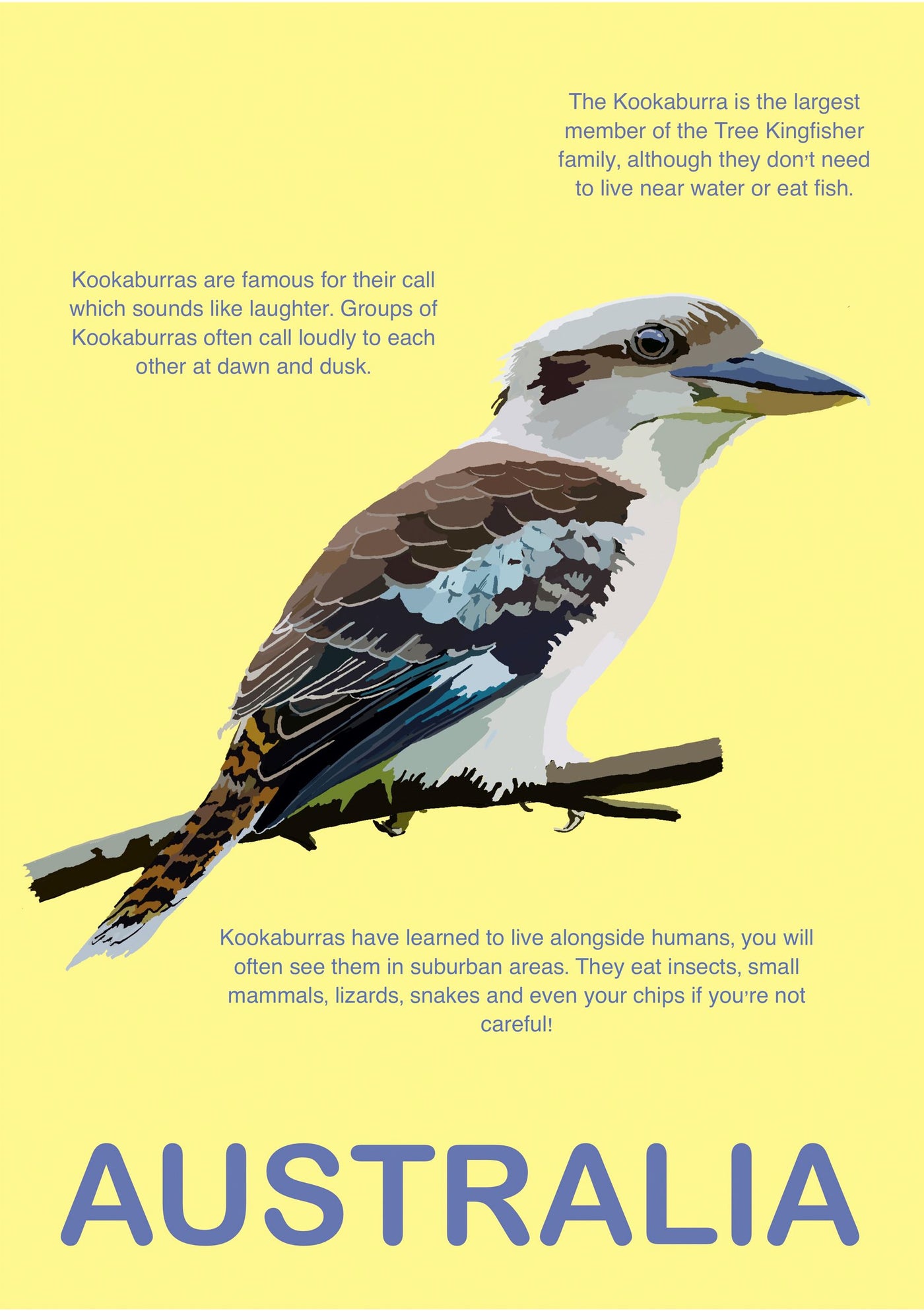 Illustration of a kookaburra against a yellow background with text about the bird: "The Australia Kookaburra A5 by Brand A5 depicts the largest member of the tree kingfisher family. Known for their call that sounds like laughter, these birds eat insects, small mammals, lizards, snakes and are even known to steal human food.