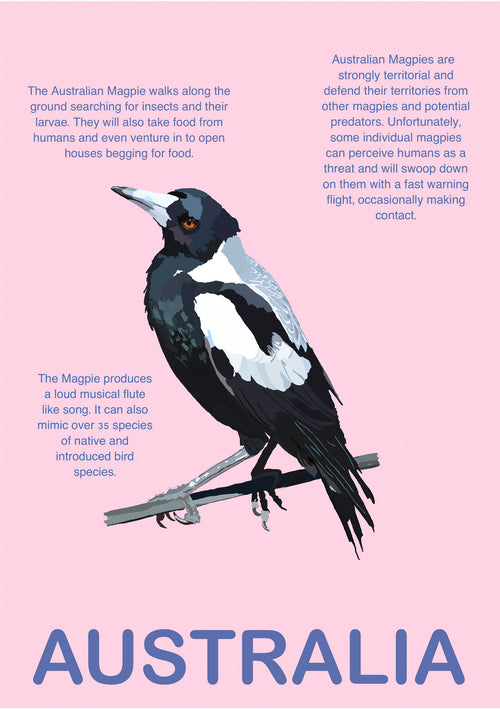 A beautifully illustrated image of an Australian Magpie, perched on a branch against a pink background, is featured on the Australia Magpie A5 by A5. Descriptive text around the bird elaborates on its traits, behavior, interactions with humans, and its unique ability to produce flutelike sounds. The word "AUSTRALIA" is elegantly displayed at the bottom.
