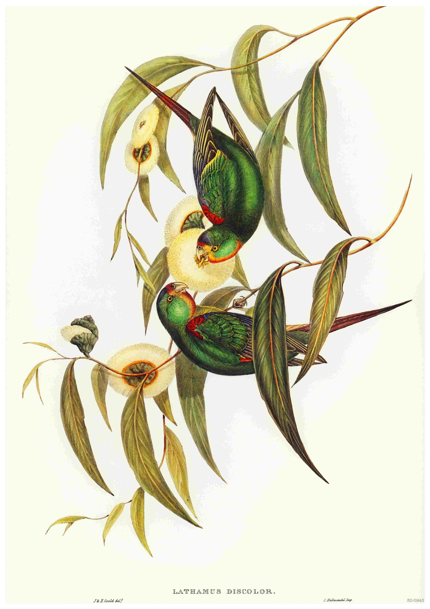Illustration of two brightly colored parrots with predominantly green and red feathers, perched on eucalyptus branches with leaves and round seed pods. Ideal for A3 posters, the Swift Parrot - Elizabeth Gould by Blue Dog Posters is printed on high-quality 250gsm satin paper, showcasing a mirrored composition.