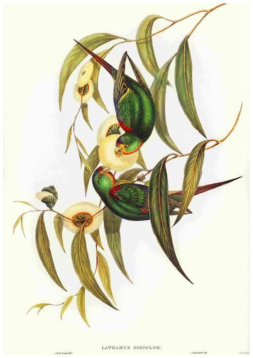 Illustration of two brightly colored parrots with predominantly green and red feathers, perched on eucalyptus branches with leaves and round seed pods. Ideal for A3 posters, the Swift Parrot - Elizabeth Gould by Blue Dog Posters is printed on high-quality 250gsm satin paper, showcasing a mirrored composition.