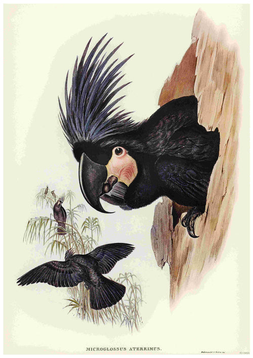 An illustration by Elizabeth Gould shows a Palm Cockatoo emerging from a tree hollow, with detailed black feathers and a prominent crest. Another Palm Cockatoo flies nearby amongst bamboo plants. The text "Microglossus aterrimus" is written below the scene, reminiscent of a vintage Australian birds poster printed on A3 250gsm satin paper. This beautiful piece is part of the Great Palm Cockatoo collection from Blue Dog Posters.