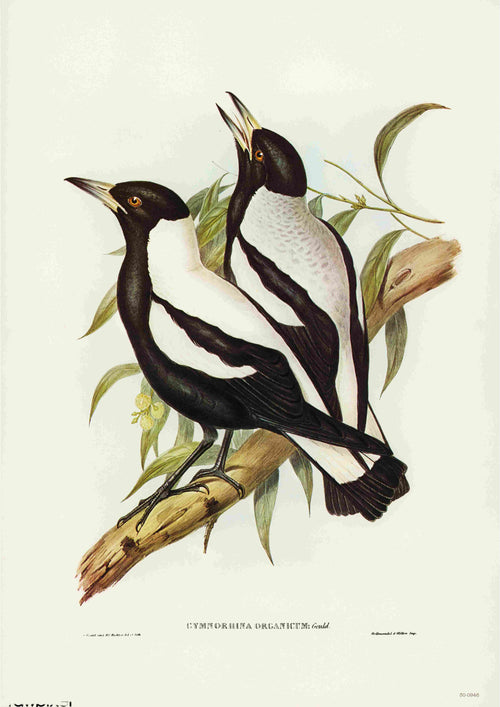 The Crow Shrike - Elizabeth Gould poster by Blue Dog Posters vividly captures two black and white birds perched on a tree branch with green leaves. Printed on 250gsm satin paper, the birds feature white bellies and black backs, wings, and heads, with long tails. One bird is positioned slightly higher than the other, looking upwards.