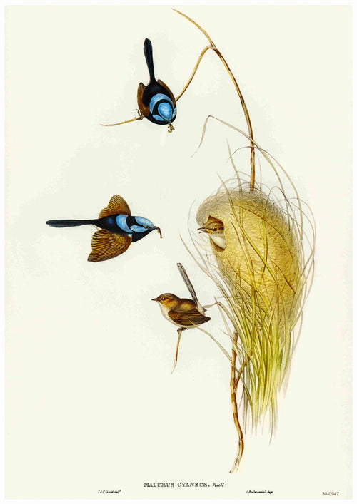 The Superb Fairy Wren - Elizabeth Gould poster by Blue Dog Posters showcases an exquisite botanical illustration of Malurus cyaneus. One bird perches on a twig, while two others fly near a grass nest attached to a slender reed, partially obscured by surrounding greenery. Available as A3 posters printed on 250gsm satin paper.