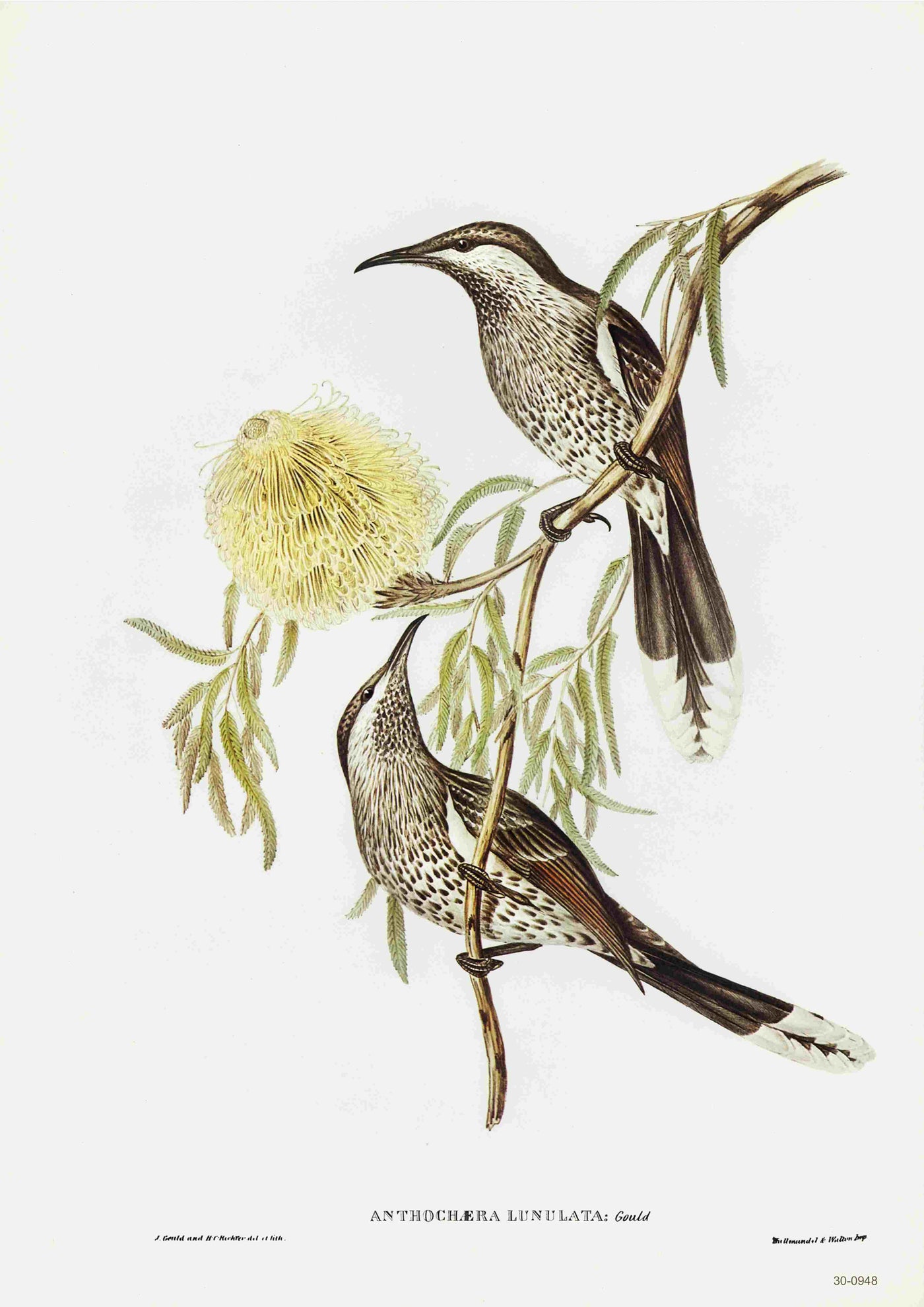 Illustration of two Western Wattlebirds perched on a branch with yellow flowers and green leaves. The birds have brown, white, and black speckled feathers with long beaks. The text "Anthochera Lunulata Gould" is labeled at the bottom. Perfect for a vintage Australian birds poster printed on high-quality 250gsm satin paper by Blue Dog Posters.