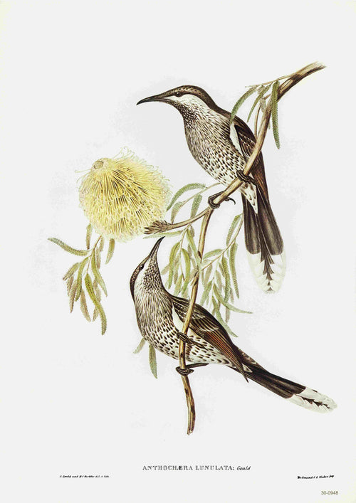 Illustration of two Western Wattlebirds perched on a branch with yellow flowers and green leaves. The birds have brown, white, and black speckled feathers with long beaks. The text "Anthochera Lunulata Gould" is labeled at the bottom. Perfect for a vintage Australian birds poster printed on high-quality 250gsm satin paper by Blue Dog Posters.