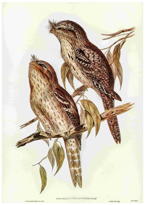 An illustration of two birds perched on a branch with leaves. The birds, with brown and tan plumage and distinctive markings, are side by side in a naturalistic pose. This Vintage Australian Birds Poster, named "Tawny Frogmouth - Elizabeth Gould," is printed on high-quality 250gsm Satin Paper by Blue Dog Posters. The caption reads, "Podargus Phalænoides.