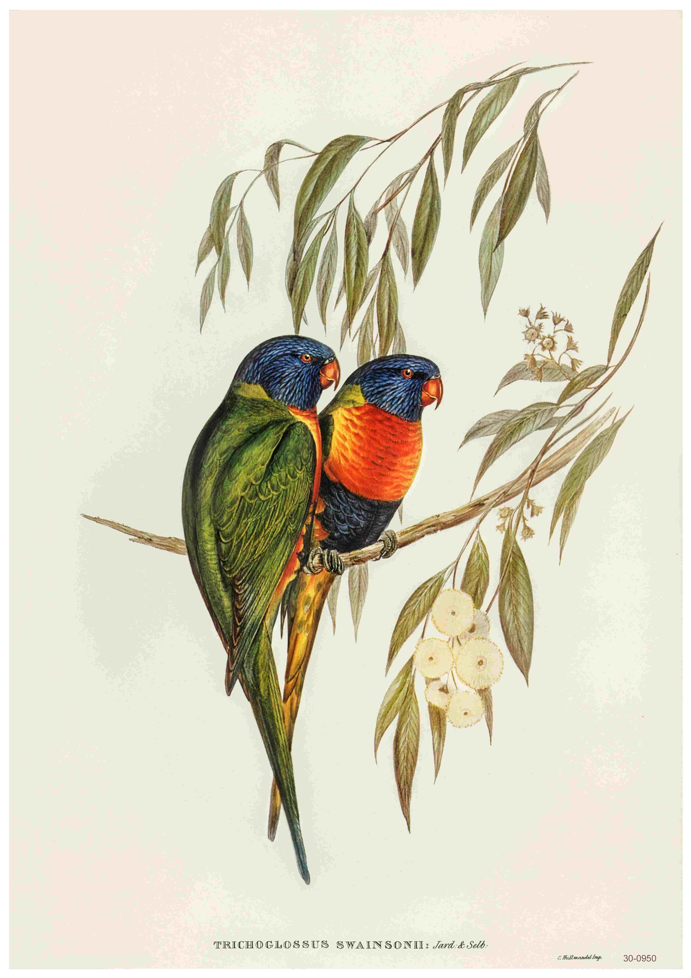 The Rainbow Lorikeets - Elizabeth Gould poster by Blue Dog Posters showcases a pair of perched rainbow lorikeets with vibrant plumage in shades of green, blue, yellow, orange, and red. They are depicted on a branch adorned with slender eucalyptus leaves and white blossoms. The text below reads "Trichoglossus Swainsonii.