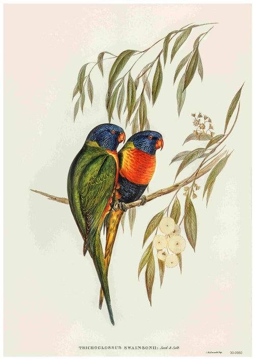 The Rainbow Lorikeets - Elizabeth Gould poster by Blue Dog Posters showcases a pair of perched rainbow lorikeets with vibrant plumage in shades of green, blue, yellow, orange, and red. They are depicted on a branch adorned with slender eucalyptus leaves and white blossoms. The text below reads "Trichoglossus Swainsonii.