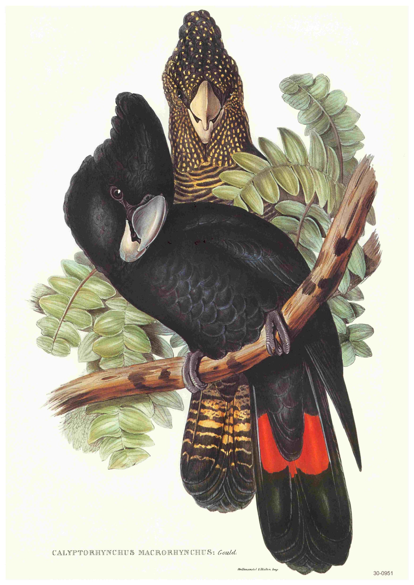 Illustration by Elizabeth Gould showcasing two parrots perched on a branch amid lush green leaves. One parrot displays predominantly black plumage accented with red tail feathers, while the other showcases a blend of yellow and brown patterns. The text at the bottom reads "Calyptorhynchus Macrorhynchus." This stunning artwork is ideal for A3 posters, printed on high-quality 250gsm satin paper by Blue Dog Posters under the title "Red Tailed Black Cockatoo - Elizabeth Gould.