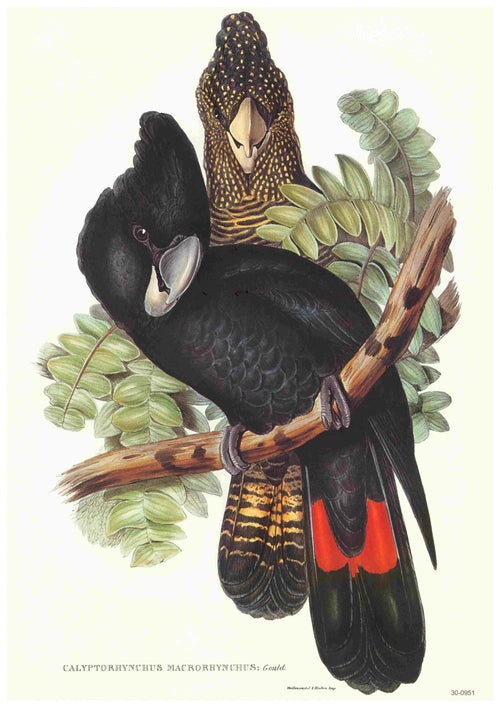 Illustration by Elizabeth Gould showcasing two parrots perched on a branch amid lush green leaves. One parrot displays predominantly black plumage accented with red tail feathers, while the other showcases a blend of yellow and brown patterns. The text at the bottom reads "Calyptorhynchus Macrorhynchus." This stunning artwork is ideal for A3 posters, printed on high-quality 250gsm satin paper by Blue Dog Posters under the title "Red Tailed Black Cockatoo - Elizabeth Gould.