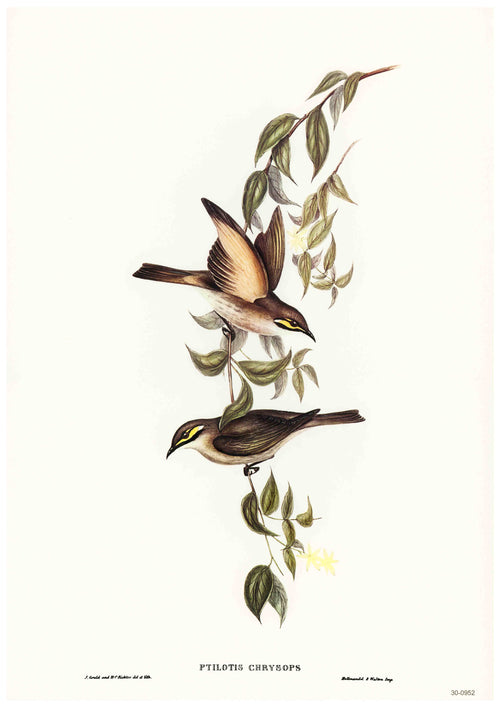 The Yellow Faced Honey Eater - Elizabeth Gould Poster by Blue Dog Posters features an illustration of two birds perched on a leafy branch. The birds, labeled "Ptilotis Chrysops," have yellow markings on their heads that stand out against their primarily brown and olive green feathers, printed beautifully on 250gsm satin paper.
