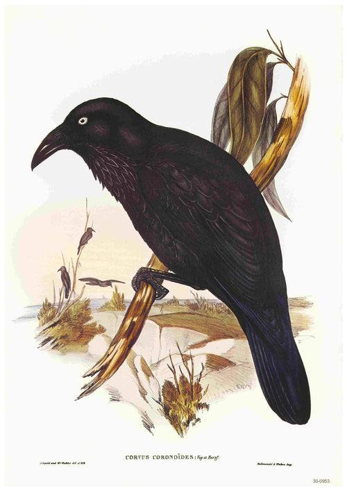 An illustration of a large black bird, known as Corvus coronoides, perched on a branch with green leaves. The bird's glossy feathers are detailed against a background of vegetation and water. The text below reads "Corvus coronoides" and the artist's name, Elizabeth Gould. This Australian Raven - Elizabeth Gould poster from Blue Dog Posters is printed on high quality 250gsm Satin Paper.