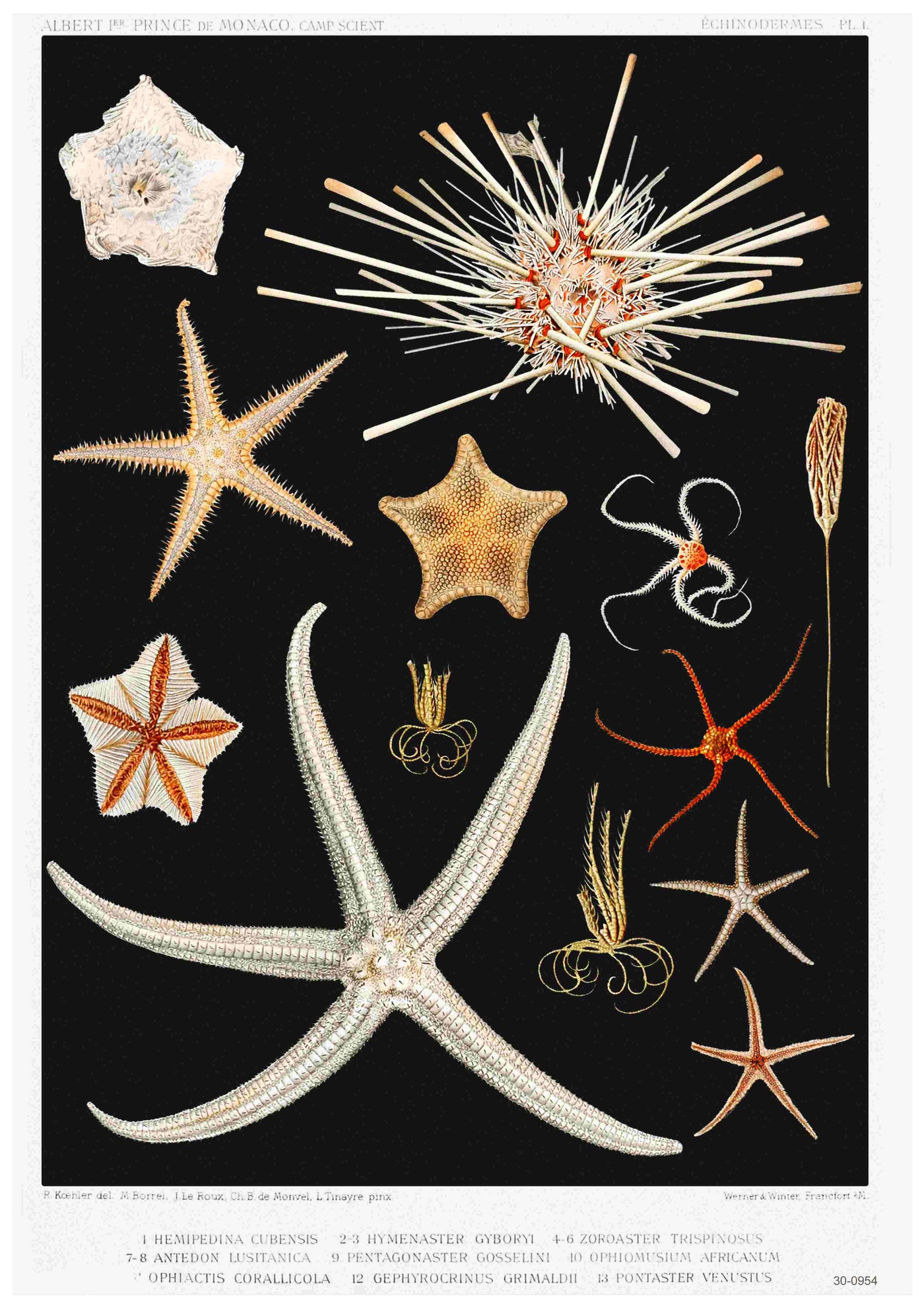 The "Starfish Varieties Vintage" poster by Blue Dog Posters beautifully illustrates various echinoderms against a black background. The species, numbered and labeled in French and Latin, include sea stars, brittle stars, sea urchins, and crinoids, showcasing delicate patterns in earthy tones. This elegant piece is part of the A3 Posters Collection and is printed on high-quality 250gsm Satin Paper.