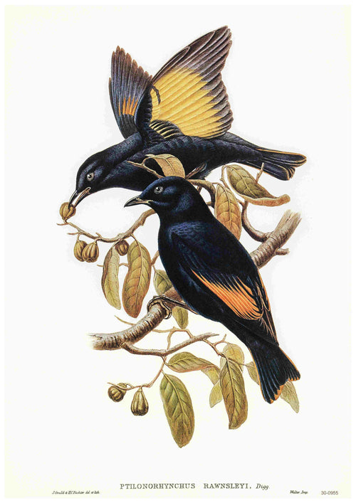 An illustration titled "Rawnsleys Bowerbird - Elizabeth Gould" by Blue Dog Posters depicts two black birds with vibrant yellow patches on their wings and tails, perched on an outstretched branch. The branch is adorned with green leaves and seed pods, while the bird on top holds a fruit in its beak. This vintage Australian birds poster is printed on high-quality 250gsm satin paper.