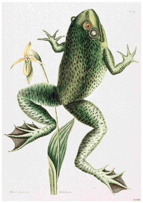 A detailed illustration of the Vinatge Bullfrog by Blue Dog Posters, showcasing the green frog standing upright on its hind legs with front legs reaching out. The illustration features vibrant spots and textures, and is positioned next to a flowering plant with green leaves and a yellow flower. This makes it an ideal centerpiece for a vintage nature poster printed on high quality 250gsm satin paper.
