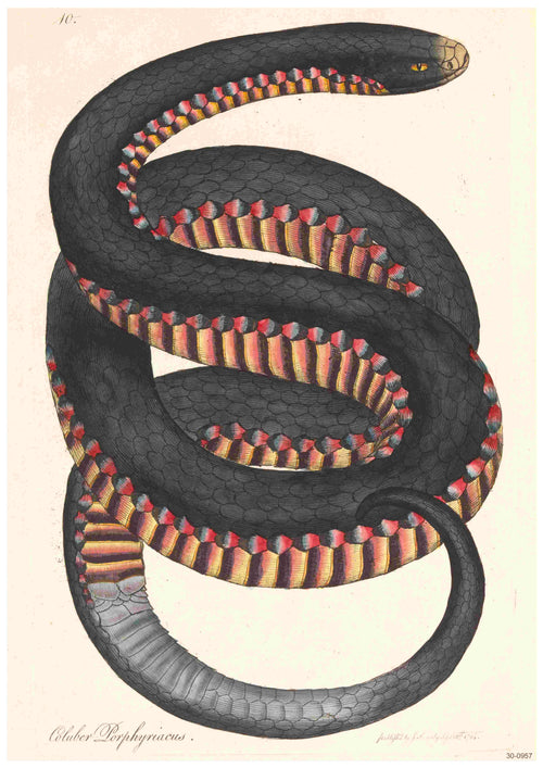Introducing the "Vintage Drawing Crimson Sided Snake" from Blue Dog Posters. This detailed and vibrant illustration features a coiled snake with a dark, scaly body and an underbelly adorned with red, yellow, and black segments. The snake's head is positioned toward the upper right, creating a striking composition. Perfect for adding a touch of vintage nature to your space, this poster comes in A3 size on high-quality 250gsm satin paper.