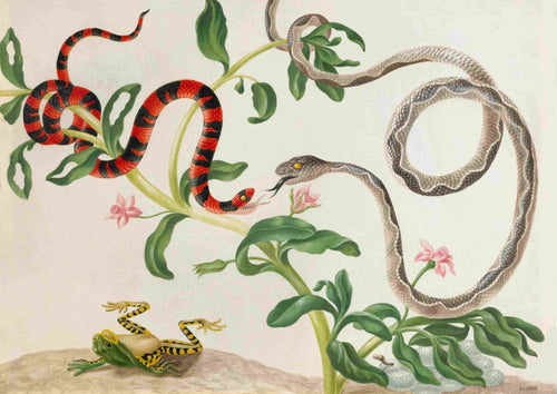 The 'Snakes and Frog Antique Drawing' by Blue Dog Posters features a captivating illustration of two snakes coiled around green stems adorned with pink flowers. One snake, on the left, displays striking red and black stripes, while the other showcases a distinct gray, patterned body. Below them sits a green and yellow frog on leaves with outstretched legs—ideal for A3 vintage nature posters crafted on 250gsm satin paper.