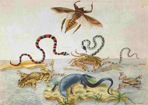 The Snakes Frogs and a Beetle Antique Drawing by Blue Dog Posters is a vintage nature poster that showcases a detailed illustration of various animals near a water body. Printed on high-quality 250gsm satin paper, this A3-sized poster features a crab, snake, lizard, and frogs on land, while a bird and insect hover in the air. The scene is enriched with lush vegetation and includes a subtle gradient transitioning from land to water.