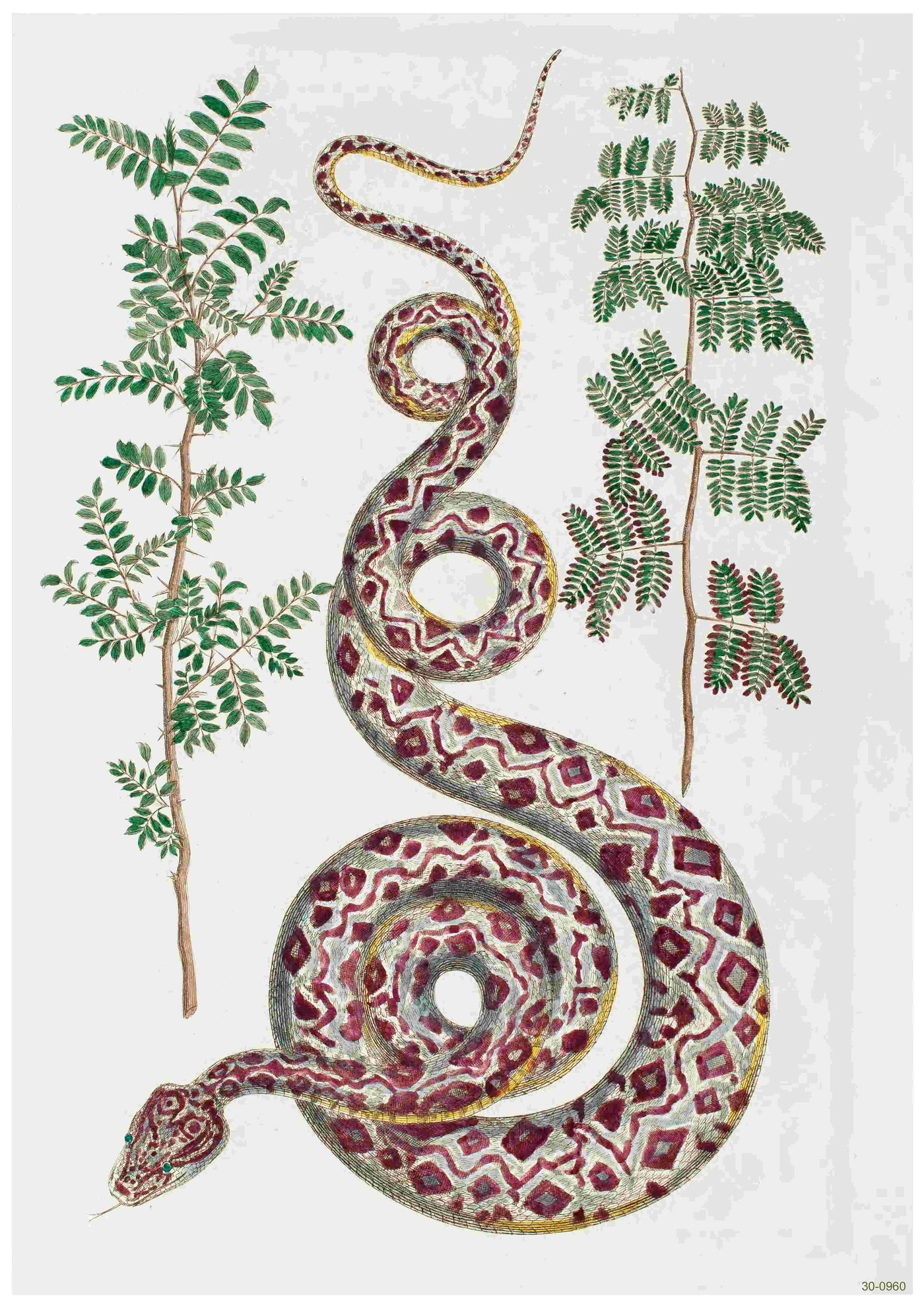Illustration of a large, coiled snake with red and white diamond patterns on its body, surrounded by two green leafy branches on either side. Perfect for a vintage nature poster, this design—titled "Vintage Drawing Snake" by Blue Dog Posters—is available as an A3 poster printed on premium 250gsm satin paper. The snake's head is at the bottom left, with its tail curving upwards.