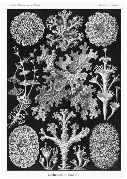 An intricate black and white illustration of various lichen species, featuring detailed, coral-like structures of different shapes and sizes arranged symmetrically against a black background. Titled "Lichenes Flechten by Haeckel" with additional text in German, this vintage nature poster from Brand A3 026 is printed on 250gsm satin paper, perfect for framing as A3 posters.