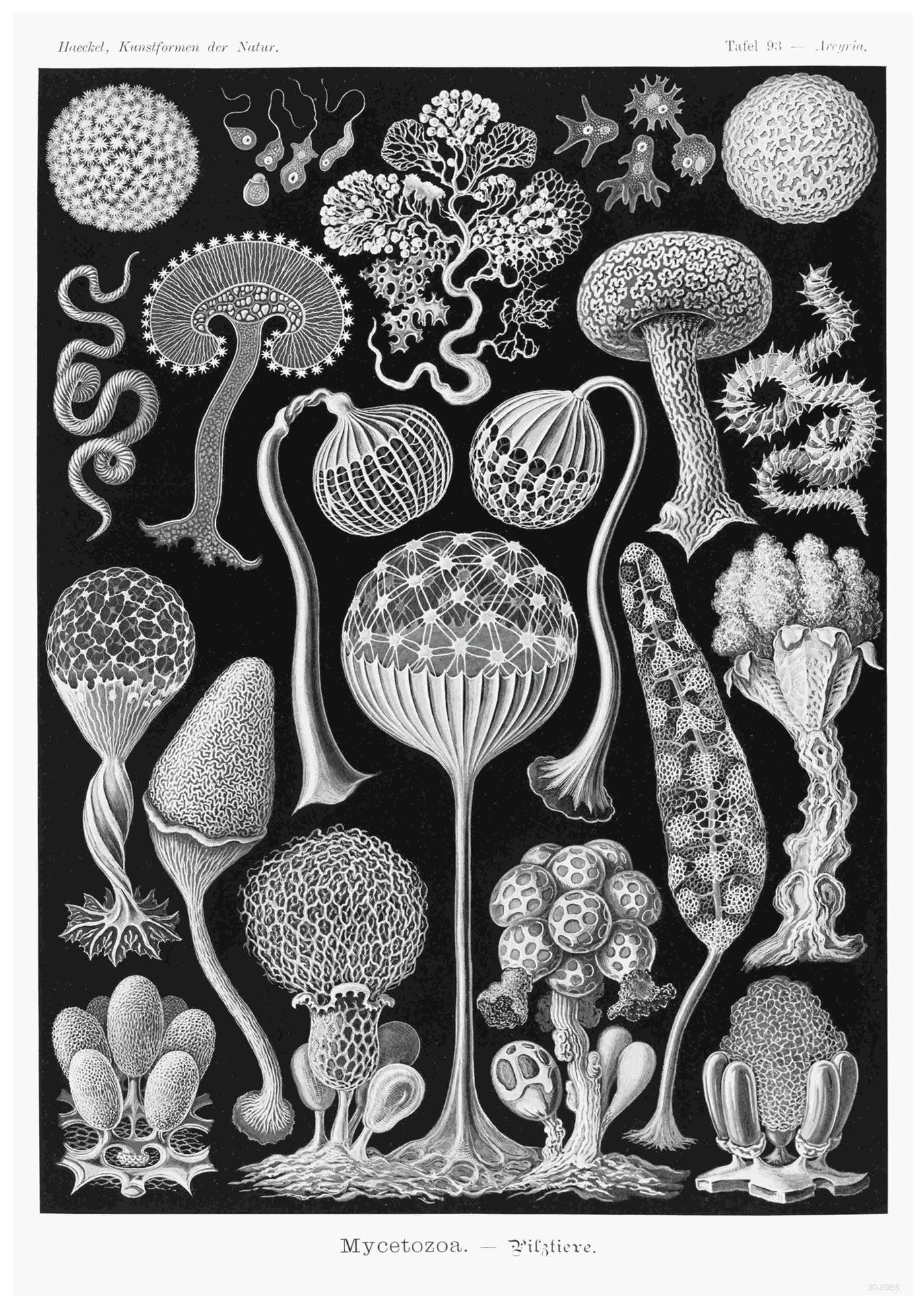 The "Mycetozoa Pilztiere by Haeckel" features a black and white scientific illustration of various mycetozoa types by A3 026. The detailed, intricate designs showcase different species with unique shapes, textures, and structures, including spherical, tree-like, and netted forms. Printed on 250gsm satin paper as A3 posters, the dark background accentuates the organisms.