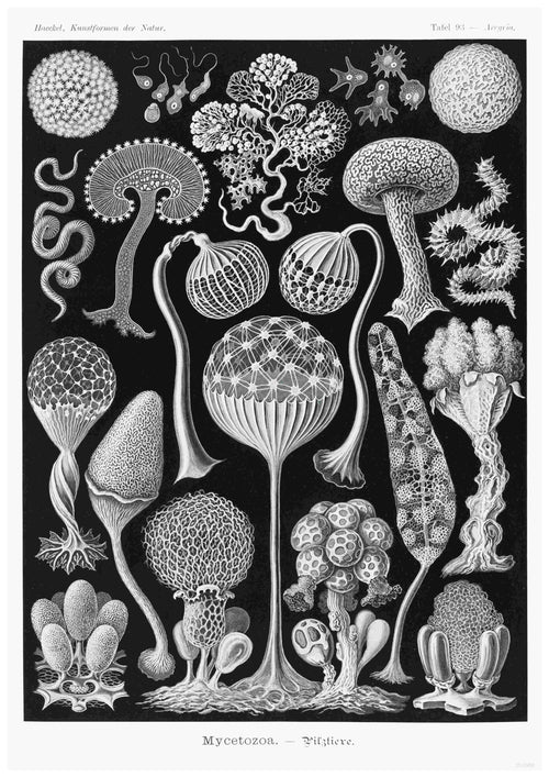 The "Mycetozoa Pilztiere by Haeckel" features a black and white scientific illustration of various mycetozoa types by A3 026. The detailed, intricate designs showcase different species with unique shapes, textures, and structures, including spherical, tree-like, and netted forms. Printed on 250gsm satin paper as A3 posters, the dark background accentuates the organisms.
