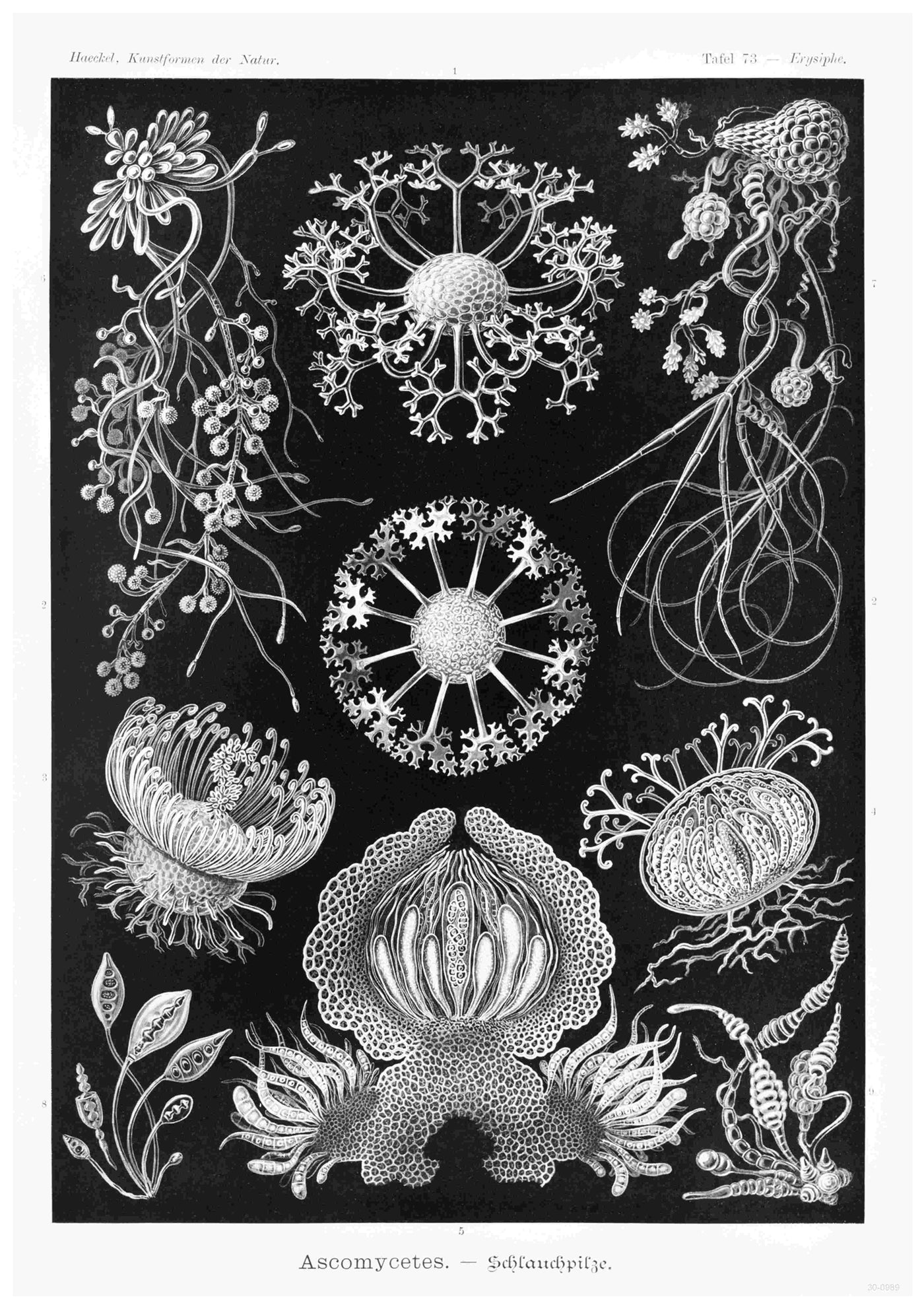 Ascomysetes Schlauchpilze by Haeckel from A3 026 is an intricate black and white illustration that depicts various species of Ascomycetes fungi. This vintage nature poster, available as A3 prints on 250gsm satin paper, showcases multiple detailed structures and forms of the fungi against a black background, highlighting their unique and complex shapes.