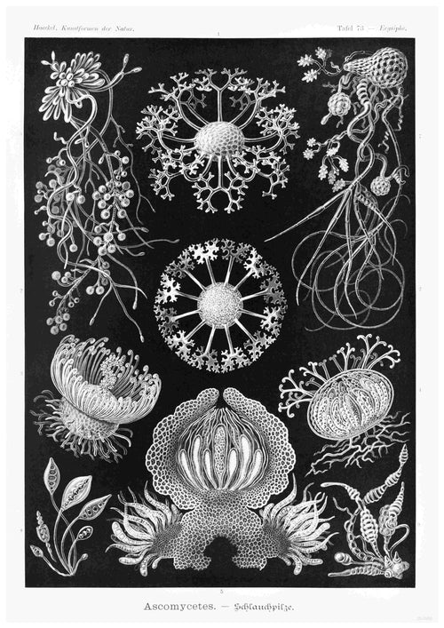 Ascomysetes Schlauchpilze by Haeckel from A3 026 is an intricate black and white illustration that depicts various species of Ascomycetes fungi. This vintage nature poster, available as A3 prints on 250gsm satin paper, showcases multiple detailed structures and forms of the fungi against a black background, highlighting their unique and complex shapes.