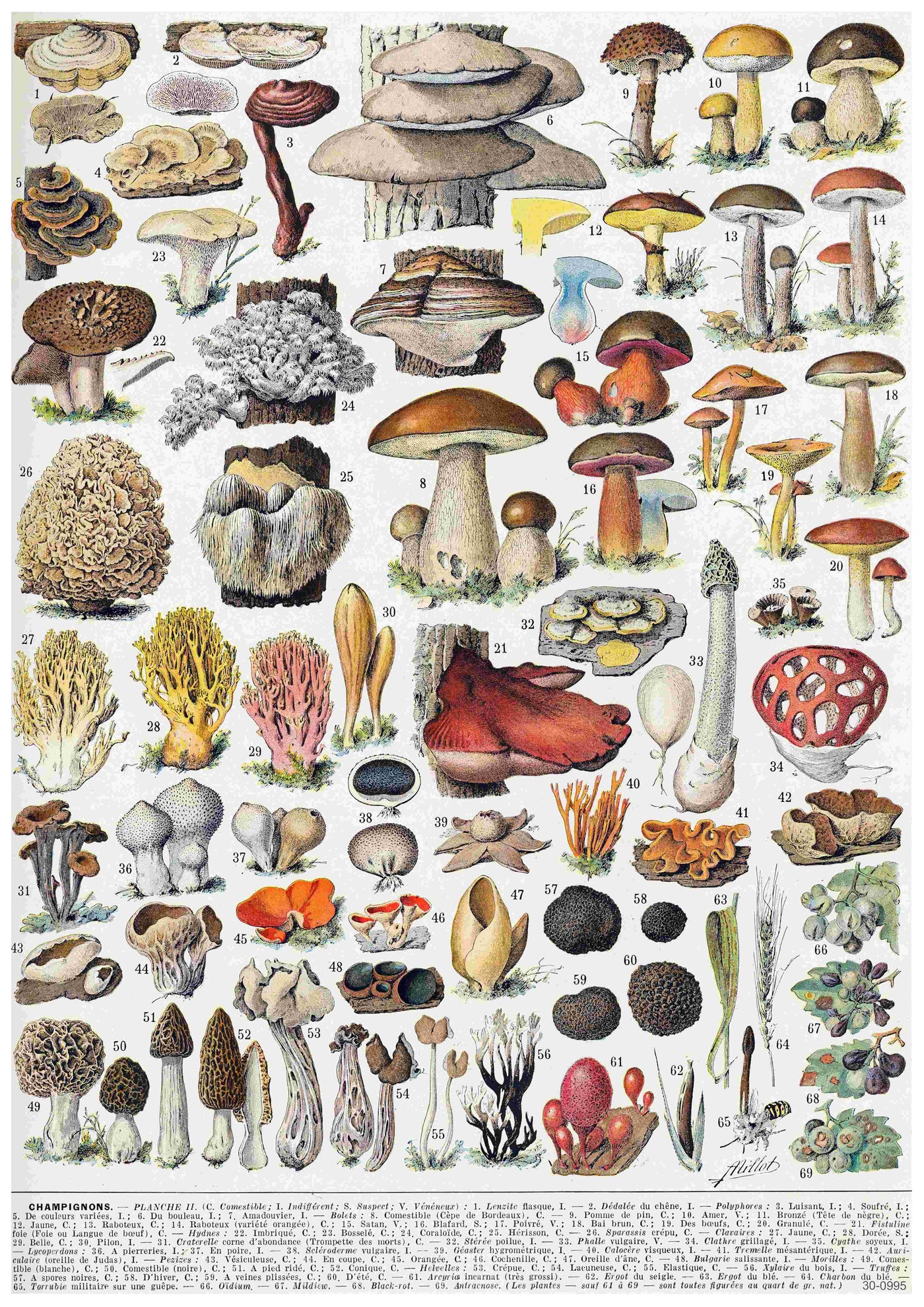 The Adolphe Millot Champignons II poster by A3 024 is a detailed vintage botanical print featuring various types of mushrooms and fungi on 250gsm satin paper. Each mushroom is numbered and depicted in different shapes, sizes, and colors. This A3 poster includes both common and rare species, showcasing their diverse forms and textures.
