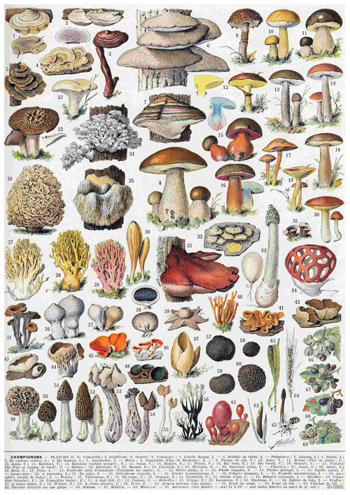 The Adolphe Millot Champignons II poster by A3 024 is a detailed vintage botanical print featuring various types of mushrooms and fungi on 250gsm satin paper. Each mushroom is numbered and depicted in different shapes, sizes, and colors. This A3 poster includes both common and rare species, showcasing their diverse forms and textures.