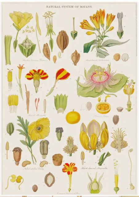 An illustrated vintage botanical chart titled "Botany Poster Wrap" by Blue Dog Posters showcases various colorful plant parts, flowers, seeds, and root structures. Printed by a carbon neutral press, the detailed illustrations are labeled with scientific names and depict diverse floral forms and reproductive organs.