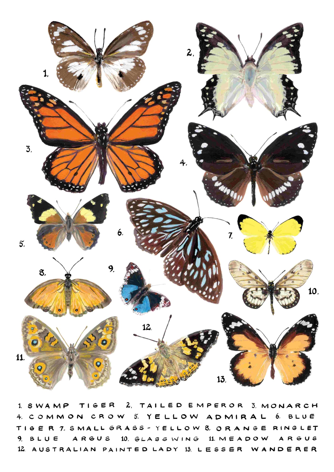 The product "Butterflies Study by Simone Hale" from the brand fap features illustrations of 13 different butterfly species on a white background, each labeled with their names and numbered. The collection includes species like the Monarch, Swamp Tiger, Tailed Emperor, Blue Argus, and Australian Painted Lady.