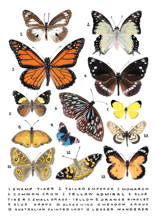 The product "Butterflies Study by Simone Hale" from the brand fap features illustrations of 13 different butterfly species on a white background, each labeled with their names and numbered. The collection includes species like the Monarch, Swamp Tiger, Tailed Emperor, Blue Argus, and Australian Painted Lady.