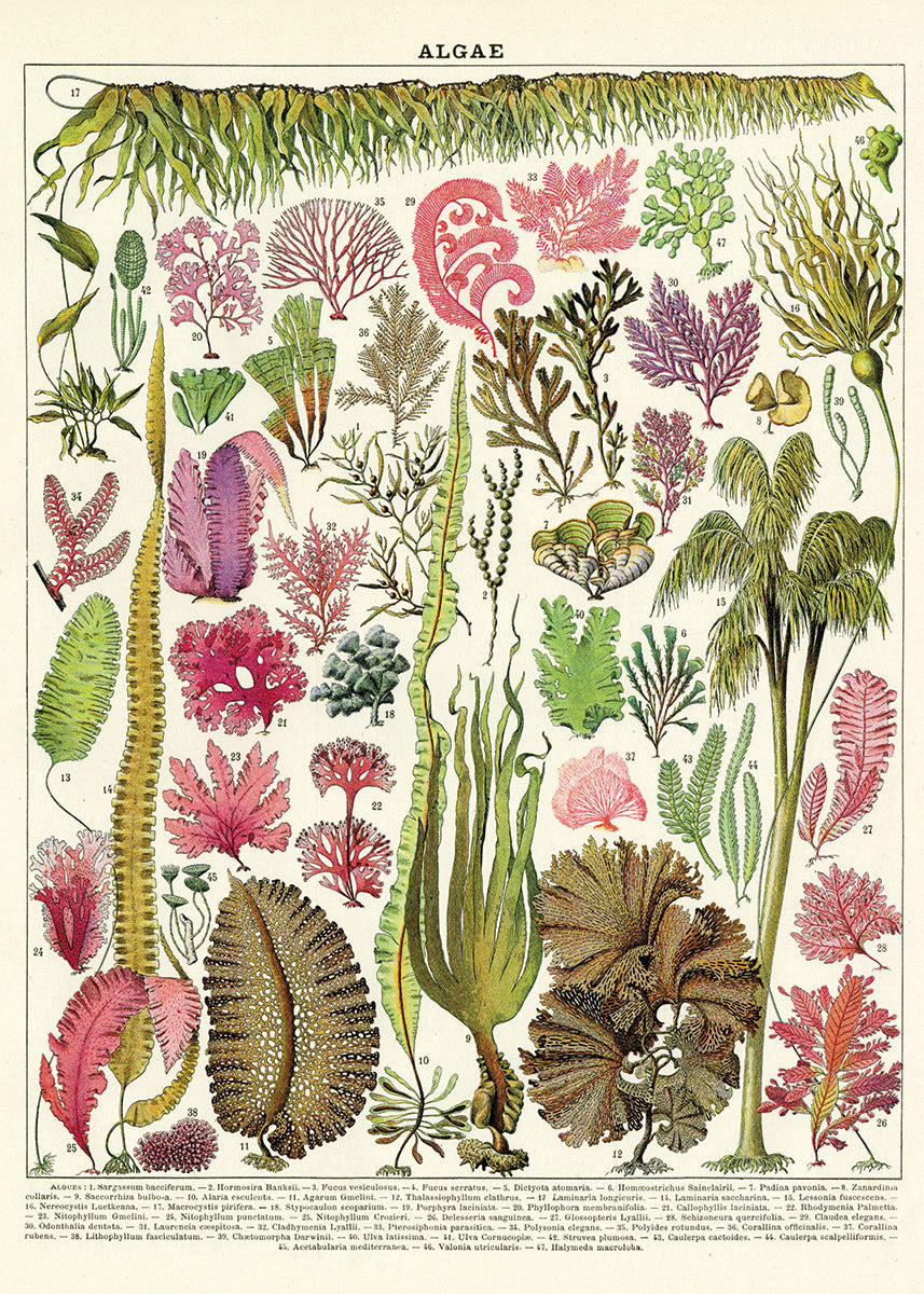 The Algae Poster Wrap by Blue Dog Posters features a vintage botanical illustration reminiscent of a classic Cavallini Vintage Poster. It showcases various types of algae in different shapes, sizes, and vibrant colors like greens, reds, and pinks. Detailed drawings of seaweed, kelp, and other marine plants are labeled with numbers against a beige background. At the top, the text reads "ALGAE.