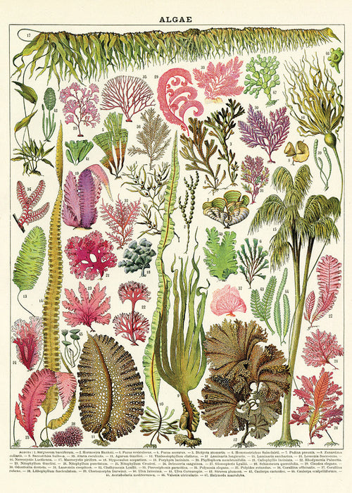 The Algae Poster Wrap by Blue Dog Posters features a vintage botanical illustration reminiscent of a classic Cavallini Vintage Poster. It showcases various types of algae in different shapes, sizes, and vibrant colors like greens, reds, and pinks. Detailed drawings of seaweed, kelp, and other marine plants are labeled with numbers against a beige background. At the top, the text reads "ALGAE.