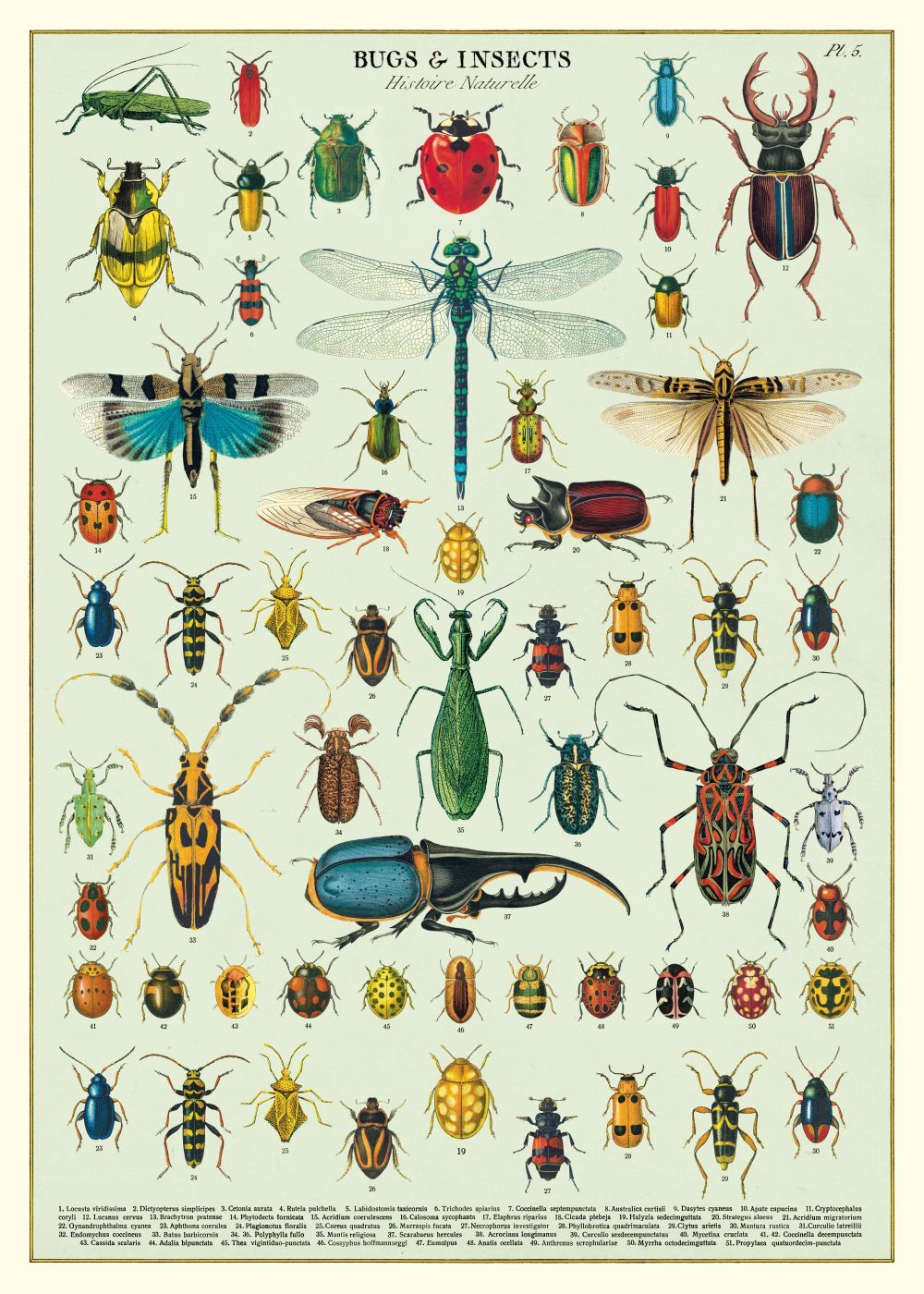 **Product Name:** Bugs and Insects Poster Wrap
**Brand Name:** Blue Dog Posters
Introducing the **Bugs and Insects Poster Wrap** by **Blue Dog Posters**: a vintage illustration exquisitely labeled "Bugs & Insects," showcasing a plethora of colorful insects with remarkable scientific detail. Printed on high-quality Italian archival paper, this collection features uniquely patterned beetles, butterflies, dragonflies, spiders, and other insects in vibrant colors against a subtle pale background.