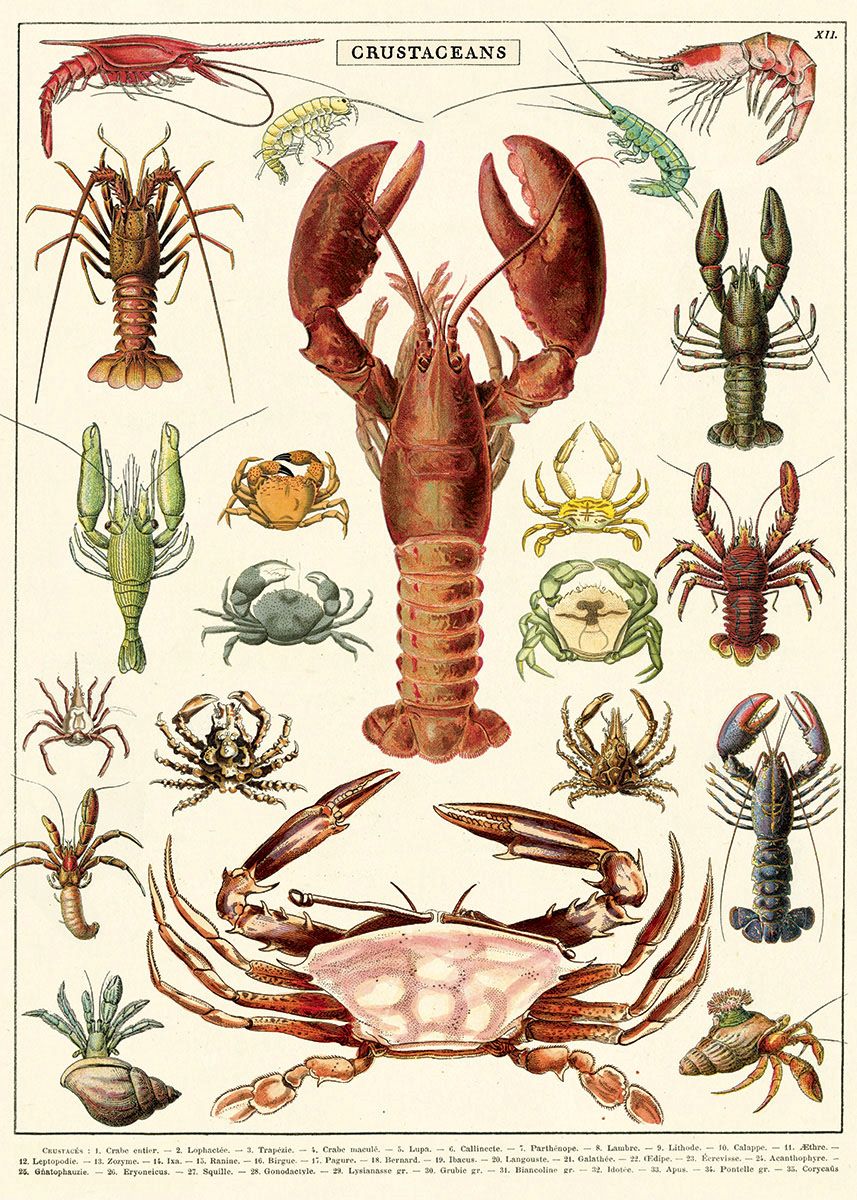 A vibrant Crustaceans Poster Wrap by Blue Dog Posters showcases an illustrated chart of various marine creatures, including lobsters, crabs, and shrimp. Each species is detailed with vivid colors and fine lines, highlighting their unique anatomical features. Reminiscent of a vintage poster from the Cavallini Archives, the heading reads "CRUSTACEANS.