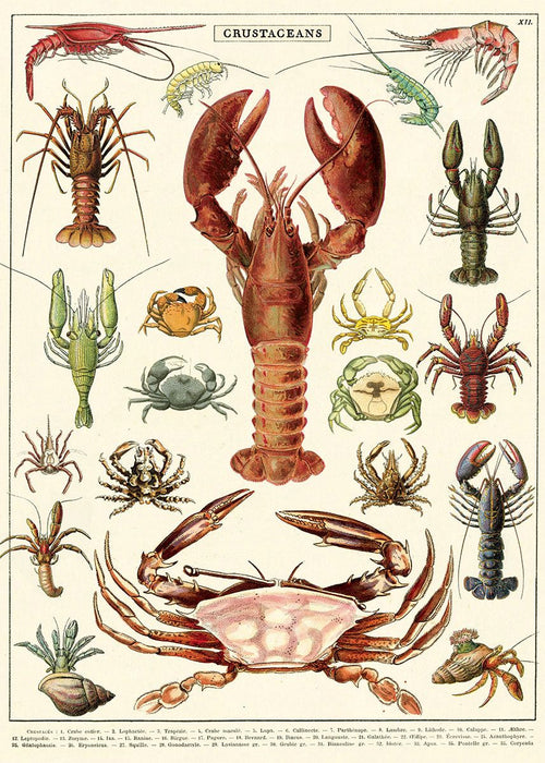 A vibrant Crustaceans Poster Wrap by Blue Dog Posters showcases an illustrated chart of various marine creatures, including lobsters, crabs, and shrimp. Each species is detailed with vivid colors and fine lines, highlighting their unique anatomical features. Reminiscent of a vintage poster from the Cavallini Archives, the heading reads "CRUSTACEANS.
