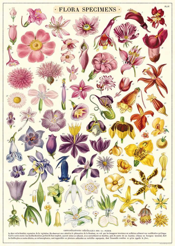 A vintage botanical illustration of various flower specimens, featuring a diverse array of vibrant blooms in different colors and shapes. The heading at the top reads "Flora Specimens." Each flower is labeled with numbers for identification, perfect for endless crafting possibilities on Italian archival paper. This exquisite piece is offered as the Flora Specimens Poster Wrap by Blue Dog Posters.