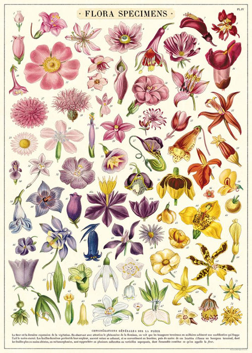 A vintage botanical illustration of various flower specimens, featuring a diverse array of vibrant blooms in different colors and shapes. The heading at the top reads "Flora Specimens." Each flower is labeled with numbers for identification, perfect for endless crafting possibilities on Italian archival paper. This exquisite piece is offered as the Flora Specimens Poster Wrap by Blue Dog Posters.