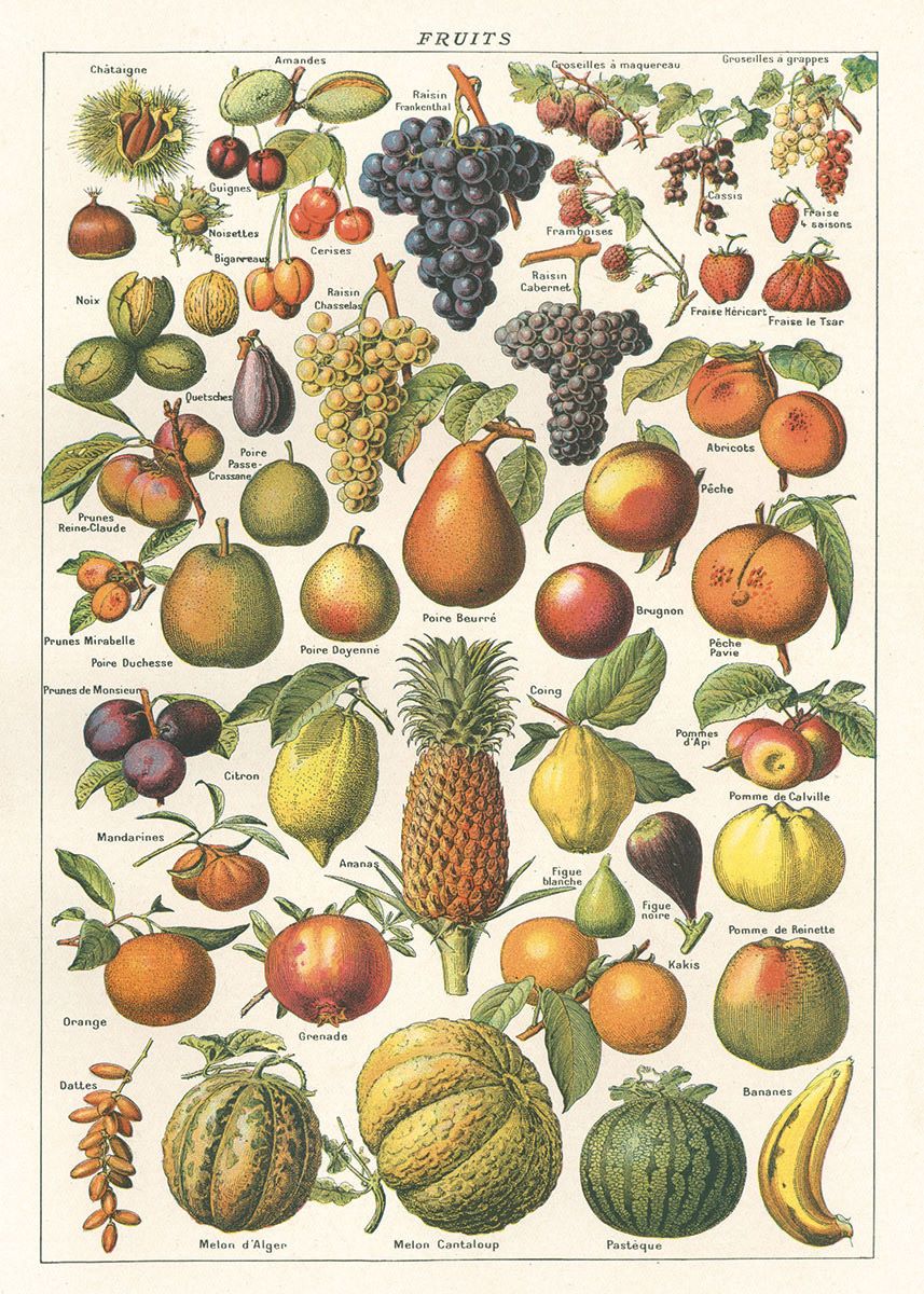A vintage botanical illustration from Blue Dog Posters, the Fruit Poster Wrap showcases a delightful variety of fruits on Italian archival paper, including labeled illustrations of grapes, apples, pears, peaches, pineapples, oranges, berries, bananas, figs and more. The detailed depictions capture the diverse shapes and vibrant colors of the fruits—making it a perfect vintage poster with endless crafting possibilities.