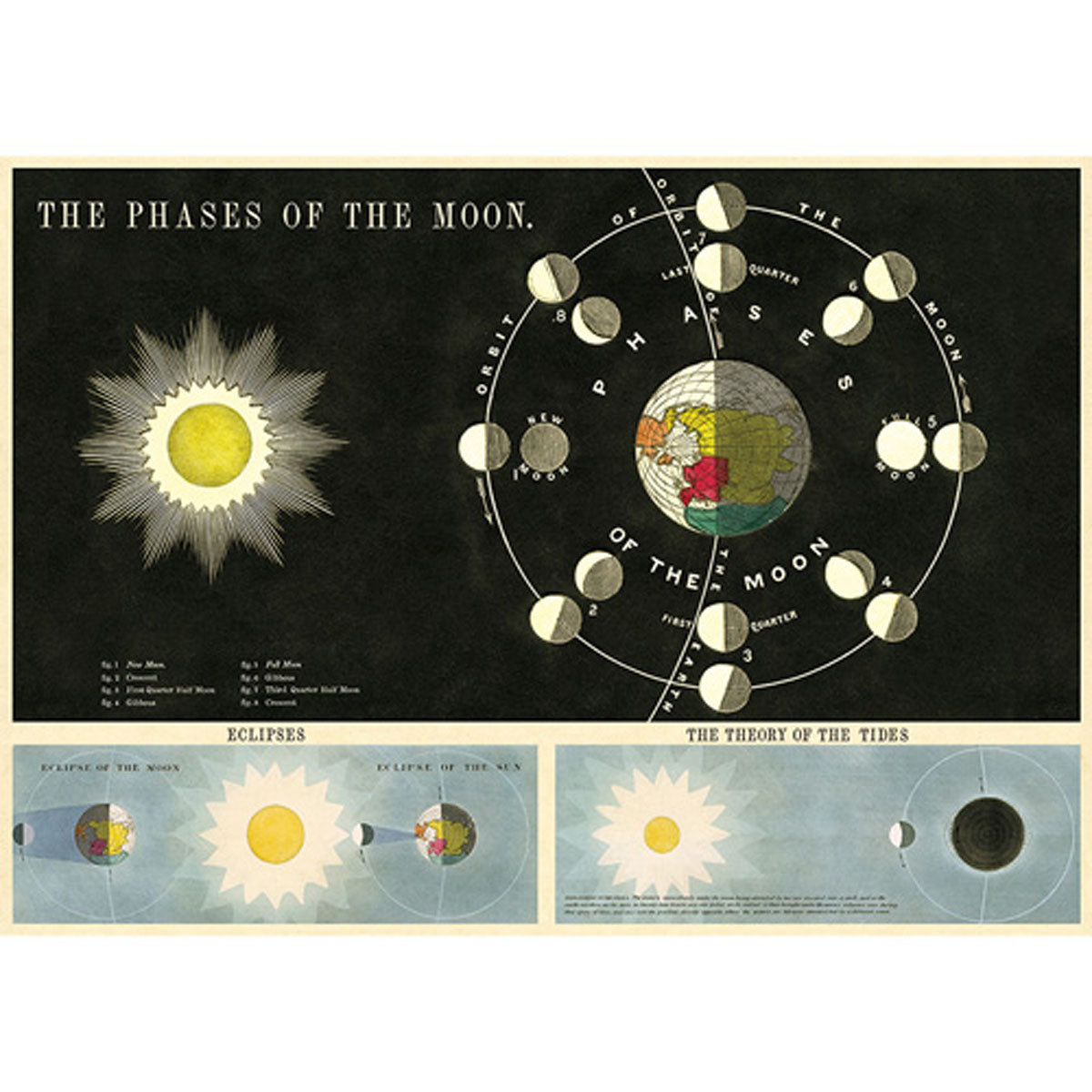 The Phases of The Moon Poster Wrap, a vintage-style educational diagram by Blue Dog Posters, showcases the moon phases surrounding a labeled Earth on Italian archival paper. Additional sections, displayed with Blue Dog Magnetic Timber Hangers, illustrate solar and lunar eclipses and explain tide theory using visual aids depicting the sun and moon's positions.