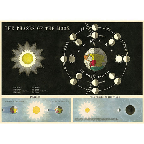 The Phases of The Moon Poster Wrap, a vintage-style educational diagram by Blue Dog Posters, showcases the moon phases surrounding a labeled Earth on Italian archival paper. Additional sections, displayed with Blue Dog Magnetic Timber Hangers, illustrate solar and lunar eclipses and explain tide theory using visual aids depicting the sun and moon's positions.