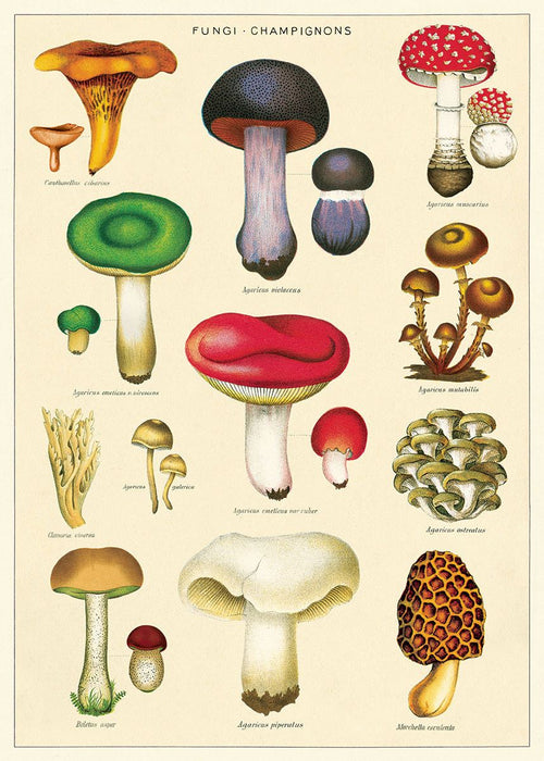 A vintage botanical illustration labeled "Fungi - Champignons" showcases various mushroom species in vibrant colors and shapes, printed on Italian archival paper. Featuring Amanita muscaria, Agaricus arvensis, and Morchella esculenta, this Mushrooms 2 Poster Wrap from Blue Dog Posters can be displayed with Blue Dog Magnetic Timber Hangers.