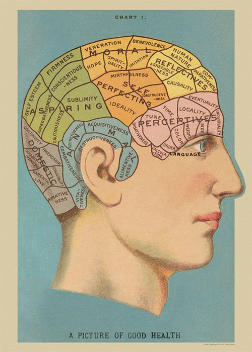 A Blue Dog Posters Phrenology Poster Wrap showcases a vintage diagram of the human head, sectioned into colorful labeled areas representing various personality traits and mental faculties like benevolence, hope, ideality, and perception. Displayed elegantly on Italian archival paper, the title at the bottom reads "A Picture of Good Health.