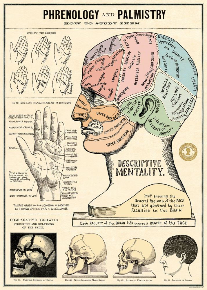Introducing the "Phrenology & Palmistry Poster Wrap" by Blue Dog Posters. This vintage-style poster features detailed illustrations of hands and a labeled phrenology map of the head, highlighting various regions associated with mental faculties. It also includes comparisons of growth and mental development, offering a comprehensive study tool for enthusiasts.